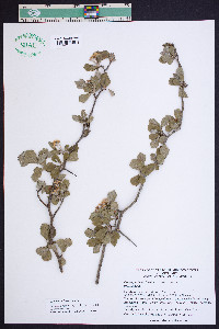 Crataegus lassa image