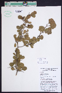 Crataegus lassa image