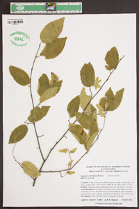 Carpinus caroliniana var. caroliniana image