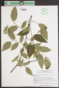 Carpinus caroliniana var. caroliniana image