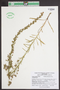 Liatris tenuifolia image