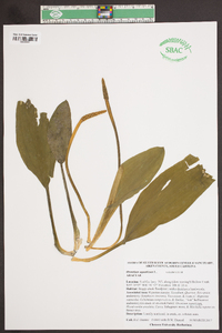 Orontium aquaticum image