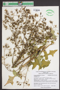 Lactuca floridana image