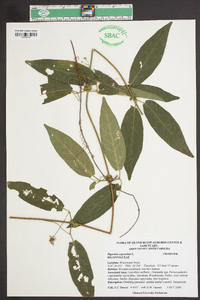 Bignonia capreolata image