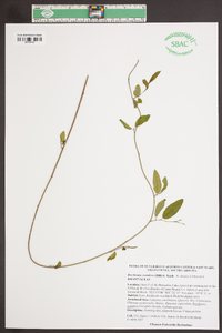 Berchemia scandens image