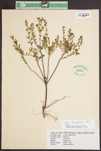 Lechea mucronata image