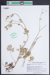 Chaerophyllum tainturieri var. tainturieri image