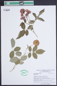 Rosa multiflora image