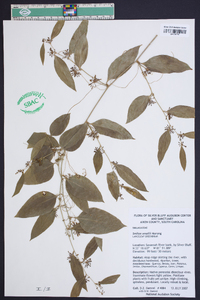 Smilax smallii image