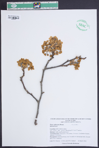 Pyrus calleryana image