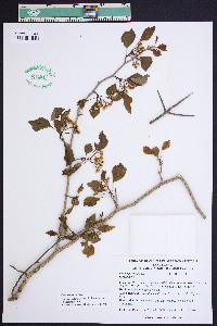 Crataegus viridis image