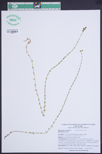 Hypericum setosum image