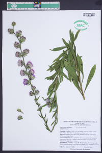 Liatris aspera image