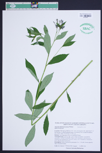 Amsonia tabernaemontana image