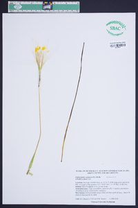 Zephyranthes atamasca image