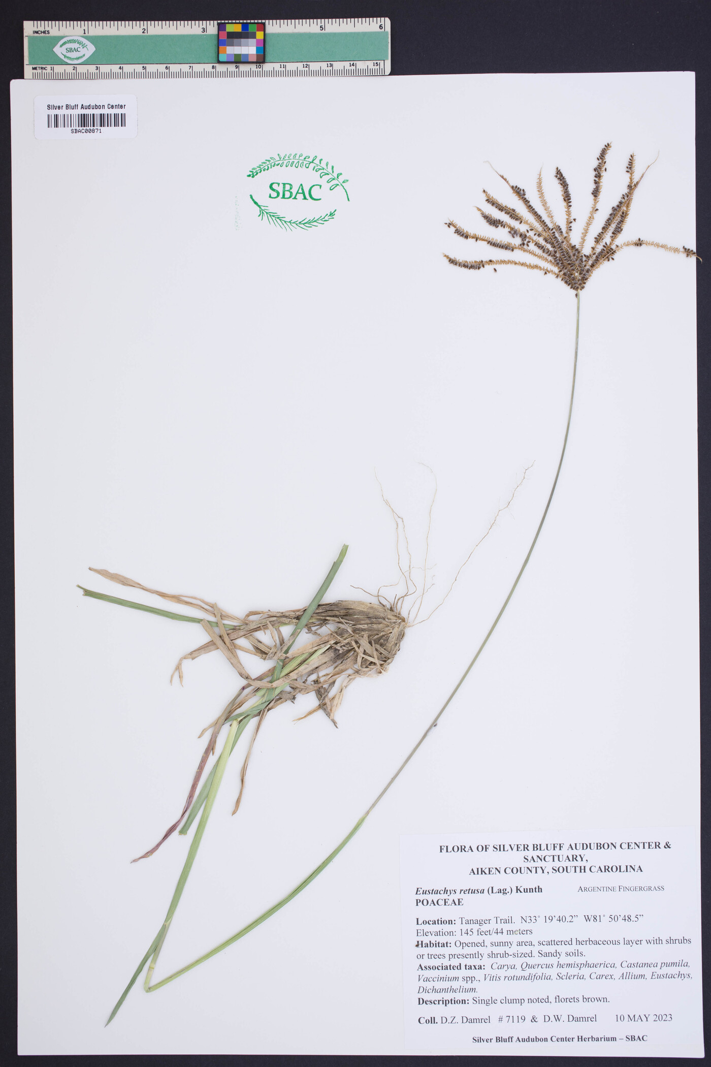 Eustachys retusa image