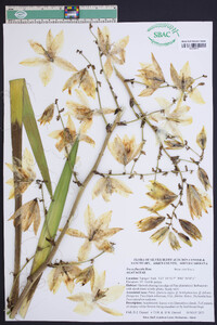 Yucca flaccida image