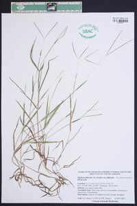 Digitaria filiformis image