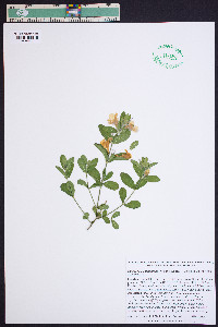 Dyschoriste oblongifolia image