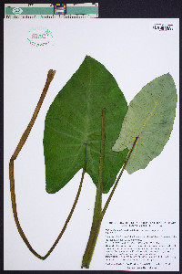 Colocasia esculenta image