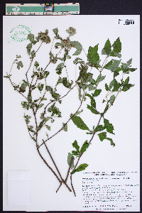 Pycnanthemum pycnanthemoides image