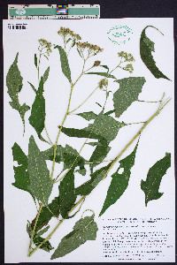 Verbesina virginica var. virginica image