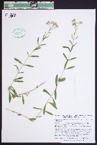 Eupatorium leucolepis image