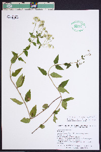 Ageratina aromatica image