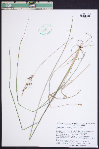 Sorghastrum elliottii image