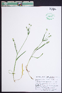 Krigia cespitosa image