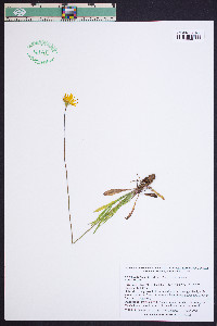 Krigia dandelion image