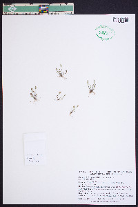 Plantago heterophylla image
