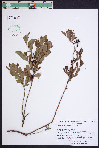 Vaccinium tenellum image