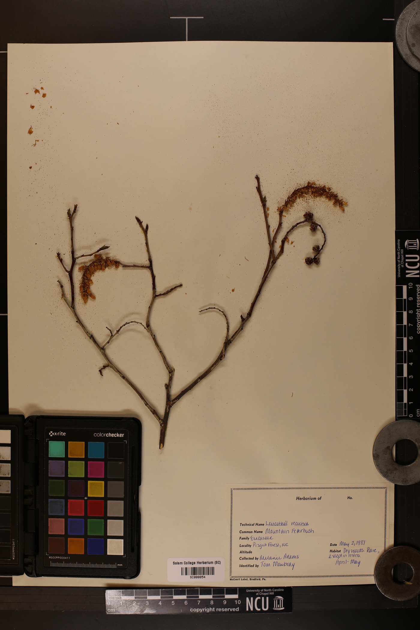 Leucothoe recurva image