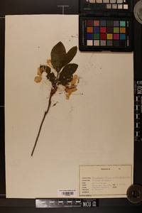 Rhododendron calendulaceum image