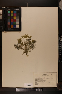 Euphorbia cyparissias image