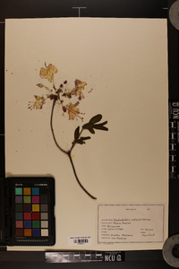 Rhododendron calendulaceum image