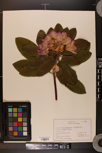 Rhododendron catawbiense image