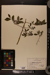 Vaccinium vacillans image