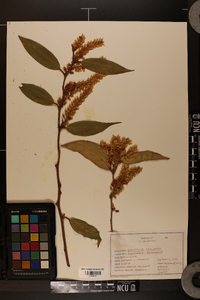 Leucothoe axillaris image