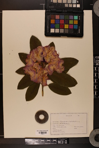 Rhododendron catawbiense image