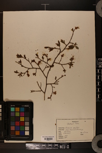 Vaccinium vacillans image