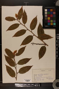 Leucothoe axillaris image