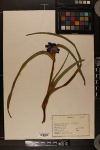 Tradescantia virginiana image