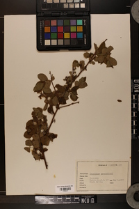 Vaccinium constablaei image