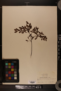 Vaccinium tenellum image