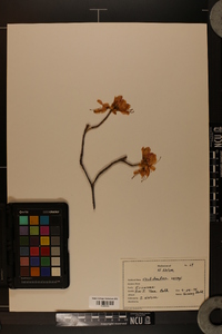 Rhododendron vaseyi image