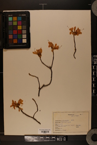 Rhododendron vaseyi image