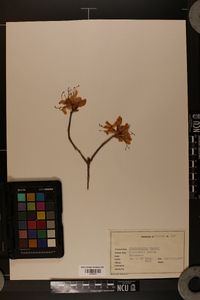 Rhododendron vaseyi image