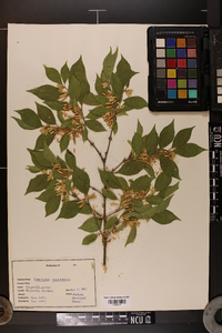 Lonicera canadensis image